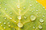 Dew Drops on Aspen Leaf