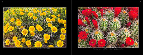 Utah Wildflowers